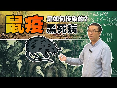 鼠疫是如何传染的？黑死病从未远离人类！