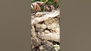 Rắn 🐍 lột xác