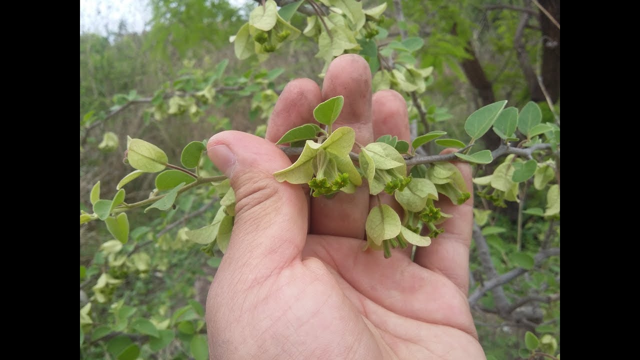 Cómo reproducir el Jazmín del Cabo o Gardenia por esquejes - YouTube