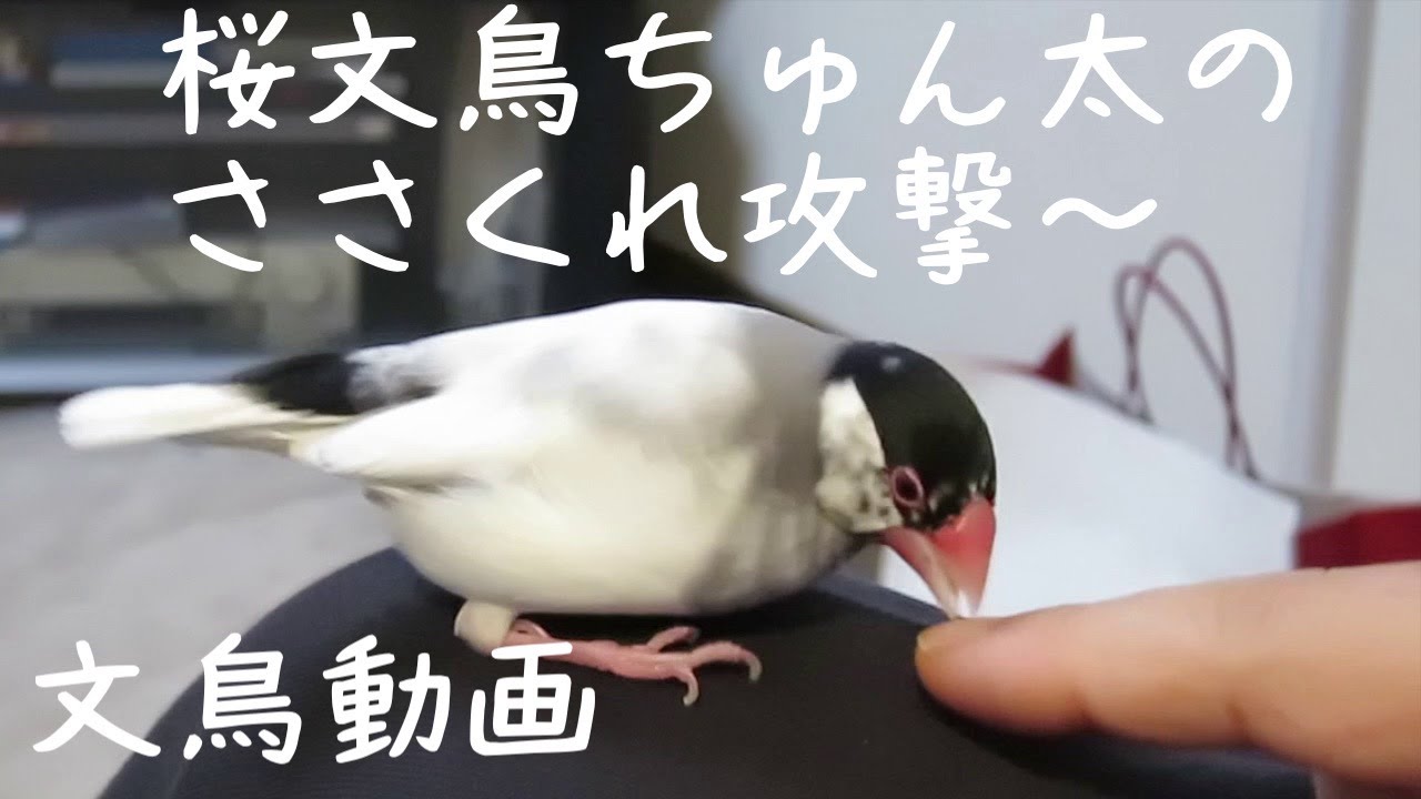 桜文鳥ちゅん太のささくれ攻撃〜 文鳥動画 Hang nail attack ! - YouTube