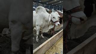 Bada Makhan Malaiyon Wala Wacha #shorts #viral #weray #eiduladha #trending #qurbani2026