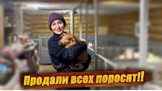 В ожидании пополнения! Должный уход за коровами, свиньями и курами на нашей ферме!