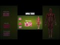 Animal Tissue #animation