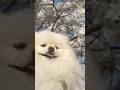 spring and sakura #dog #老友狗狗 #pomeranian #dog #puppy #cutedog #癒し #pets #cute #love #spring