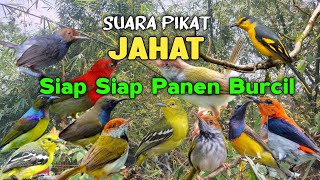 Siap Siap Panen Burung Kecil Pakai Suara Pikat Ini 💯% Ampuh