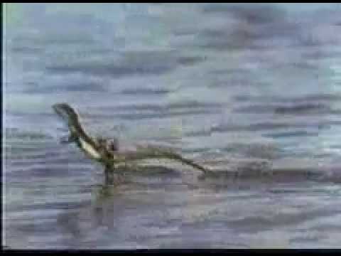 'jesus-lizard'-running-on-water