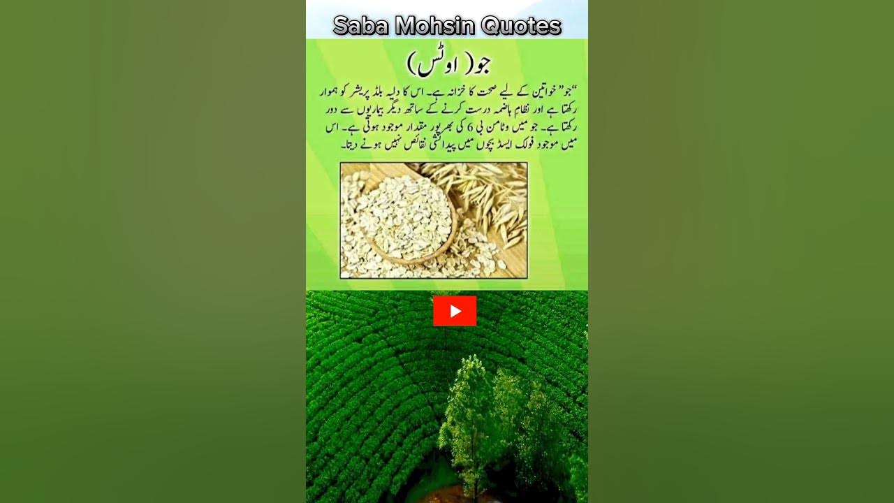 oats-benefits-in-urdu-healthy-food-secrets-oats-relaxing-foods