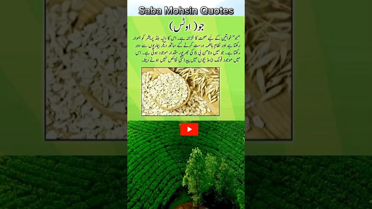Oats Benefits In Urdu Healthy Food Secrets oats relaxing foods Oats Benefits In Urdu Healthy Food Secrets oats relaxing foods