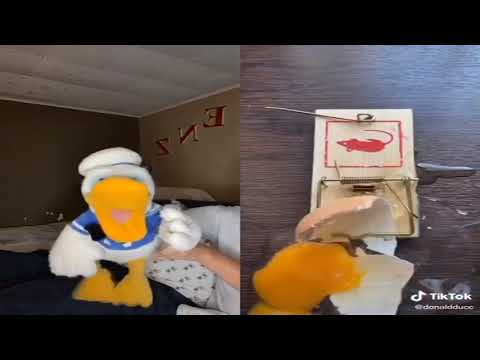 Donald Duck Mouse Trap But Every he's Screams I Put DISTORTION
