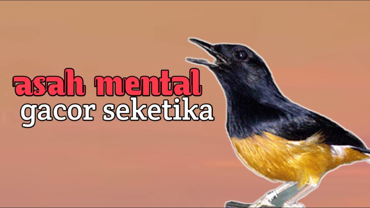 99% pancingan ampuh cocok untuk murai batu macet bunyi sekali dengar langsung gacor