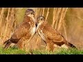 Birds of prey. Common Buzzard. Birds in autumn.