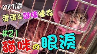 『貓咪的眼淚』MiMi醬的結紮術後復原全紀錄下集 Cat Story#21