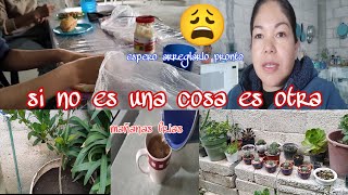 si no es una cosa es otra 😩/ limpiando el área de los cactus y suculentas