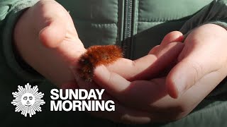 The Woolly Worm Festival, Inching To Predict Winters Weather