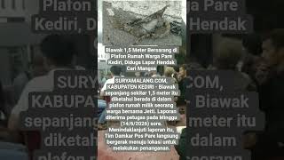 Biawak 1,5 Meter Bersarang di Plafon Rumah Warga Pare Kediri, Diduga Lapar Hendak Cari Mangsa