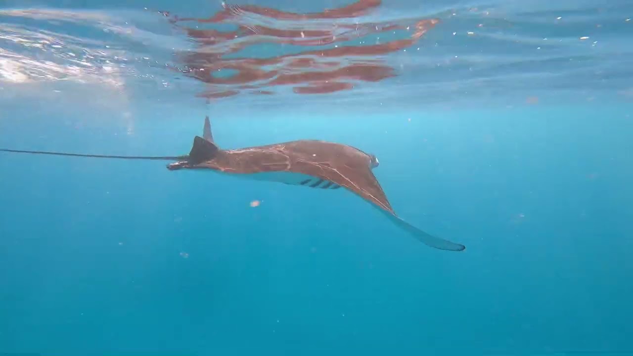 Maldives - Snorcheling with Ray Mantas