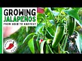 How to grow jalapeo peppers for beginners from seed to harvest  pepper geek