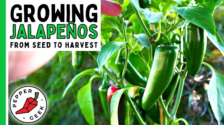 How To Grow Jalapeño Peppers (For Beginners) From Seed To Harvest - Pepper Geek