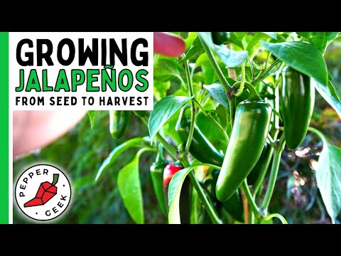 Video: Jalapeno pipirų augalas: Jalapeno pipirų auginimas ir priežiūra