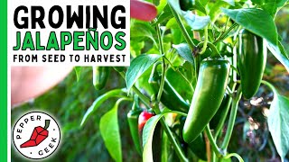How To Grow Jalapeño Peppers (For Beginners) From Seed To Harvest  Pepper Geek