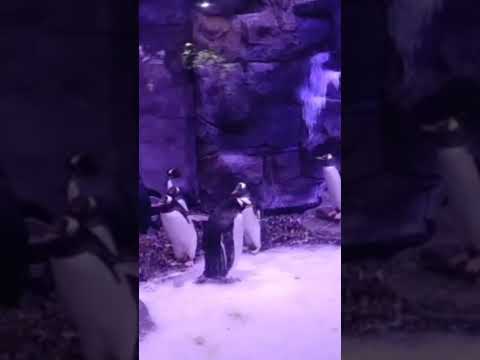 @Ski Dubai Enouter With The Penguin|@Dubai Snow Park Mall Of The Emirates|