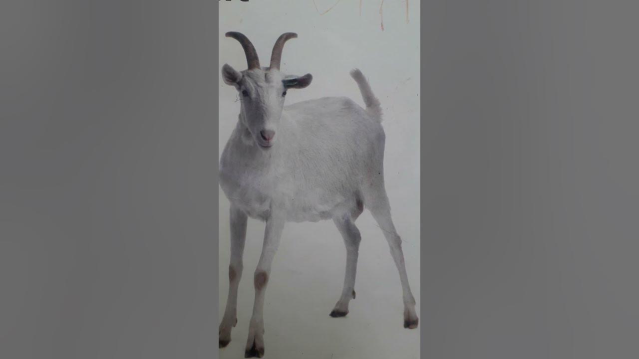Goat Meaning In Hindi YouTube goat-meaning-in-hindi-youtube