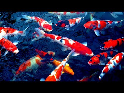 dahsyat.!!-cara-merawat-ikan-koi-baru-(-obat-ikan-)-/-how-to-care-:-new-koi-fish