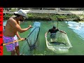 Catching pet sharks out of freshwater pond
