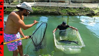 CATCHING Pet SHARKS Out of FRESHWATER POND!