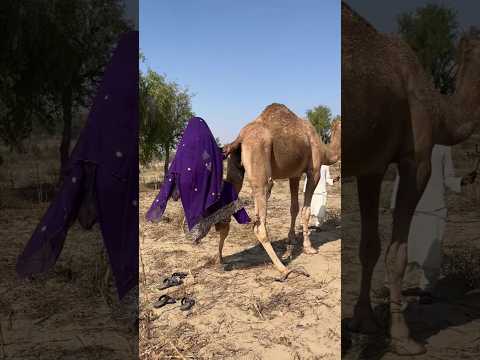 عندما أصبحت المرأة صديقة للجمل بدأت بركوبه