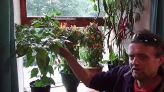 Allotment Diary : How to grow Chillies easily : This years Chilli Plants