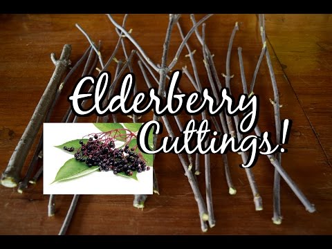 How to take Elderberry CUTTINGS! Grow Your Own!!