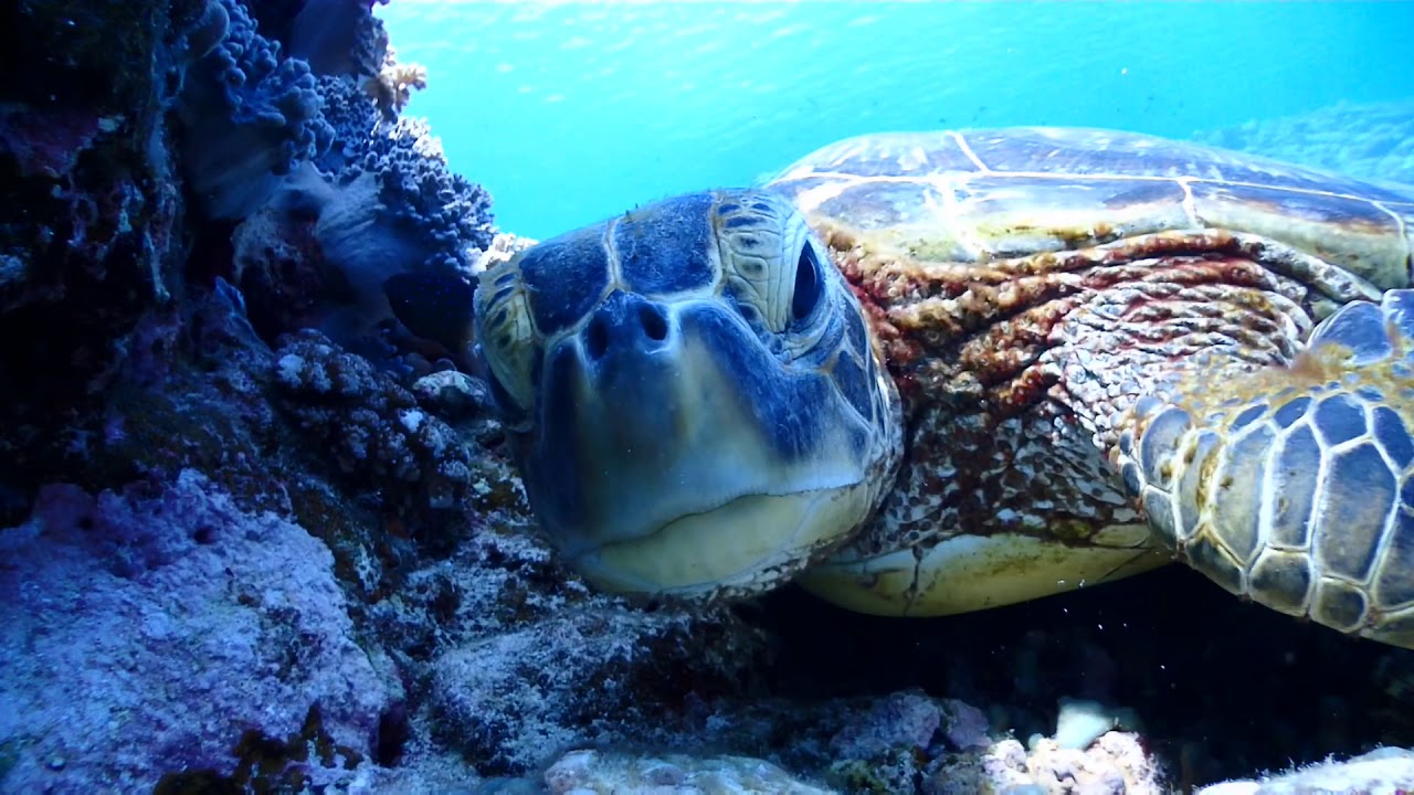 ウミガメの正面 Youtube