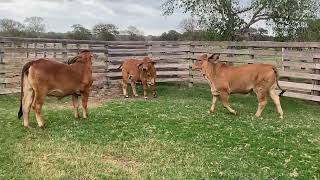 Broken Triangle Cattle Group 4
