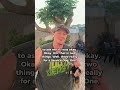 Pet Dog Training vs Service Dog Training