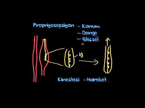 Propriyosepsiyon ve Kinestezi (Sinir Sistemi Fizyolojisi) (Psikoloji / Çevreyi Algılama)