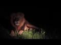 Lion roar at night