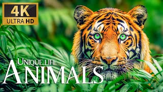 Unique Life Animals 4K 🐾 Discovery Relax Animals Movie with Smooth Piano Music & Nature Sound