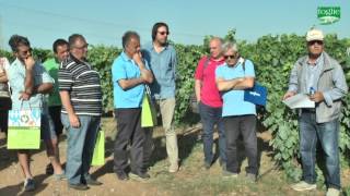 FOGLIE TV - Syngenta Grape Field Tour 2016: la tappa 