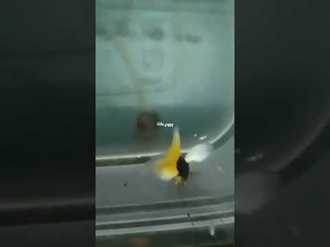 Guppy yg memiliki