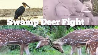 Jungle Showdown: Fight Between Swamp Deers Caught on Camera Wealth
