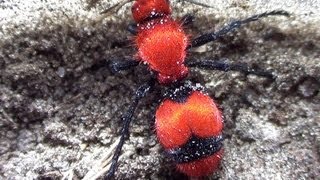 Giant Velvet Ant 