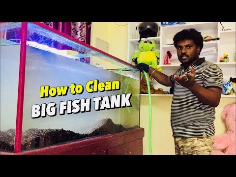 Zo maak je een groot visaquarium schoon – stap voor stap