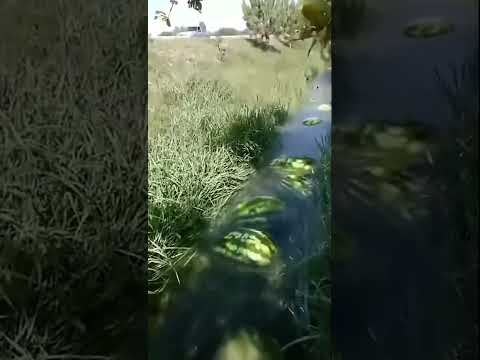 арбузы плывут по