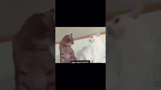 Amerikan Dublaj Kedi Versiyon