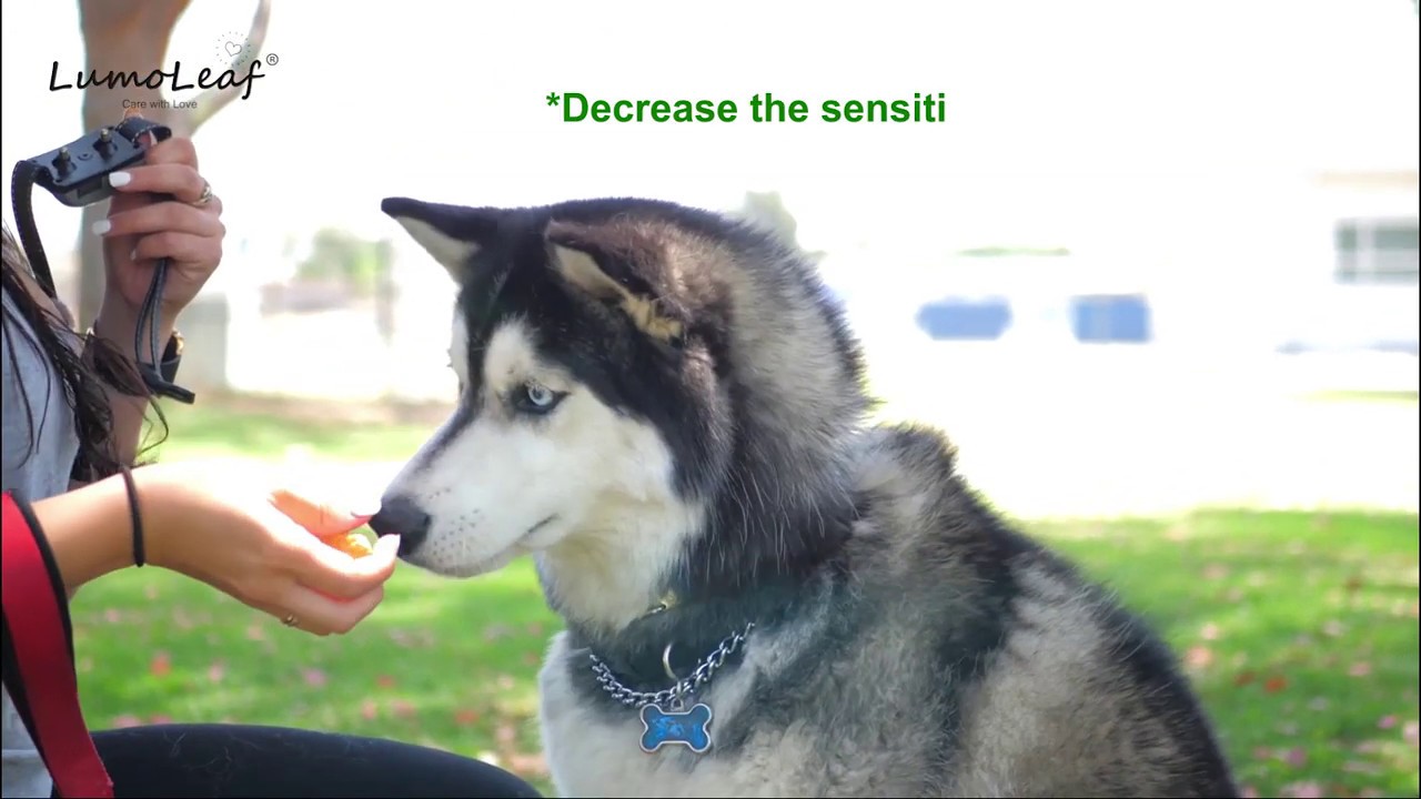 lumoleaf bark collar