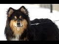 Perro Finlandés de Laponia - Raza de Perro