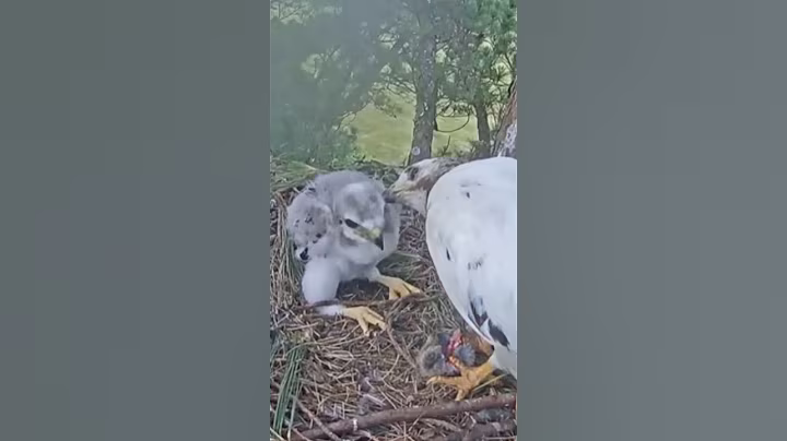 P#91- Review mother birds brings food to feed her babies in the nest, baby birds life #birdslover