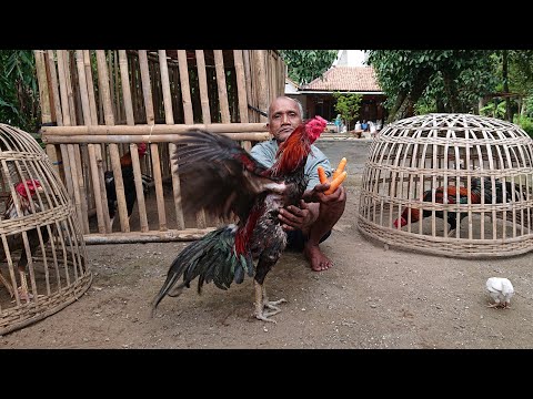 How to feed chicken carrot vegetables