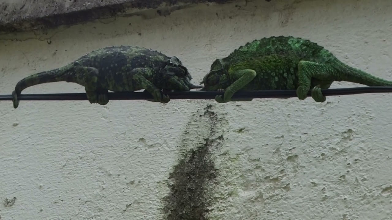 Chameleon Squabble #Relaxation#Wellness
